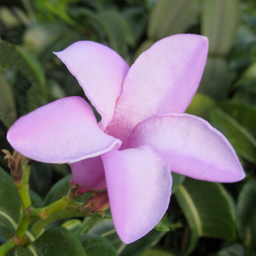 CRYPTOSTEGIA GRANDIFLORA seed image