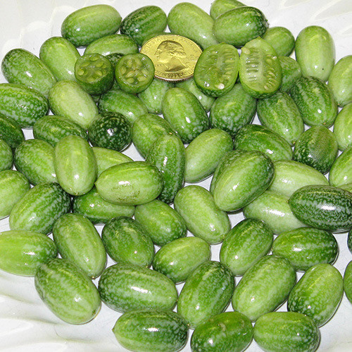  Seed Needs, Cucamelon Seeds - 65 Heirloom Seeds for Planting  Melothria scobra - Mexican Sour Gherkin Non-GMO & Untreated, Boasts a Light  Citrus Flavor, (2 Packs) : Patio, Lawn & Garden