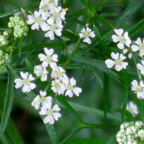 HERB CUMIN seed image