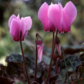 CYCLAMEN AFRICANUM seed image