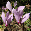 CYCLAMEN CILICIUM seed image