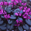 CYCLAMEN COUM seed image
