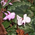 CYCLAMEN COUM MIXED COLOURS seed image