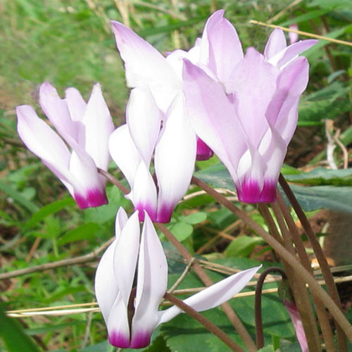 CYCLAMEN CYPRIUM seed image