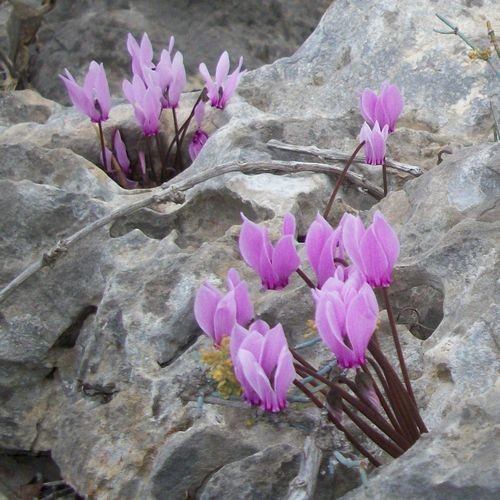 CYCLAMEN GRAECUM seed image