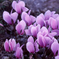 CYCLAMEN HEDERIFOLIUM (NEAPOLITANUM) seed image