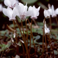 CYCLAMEN HEDERIFOLIUM ALBUM seed image
