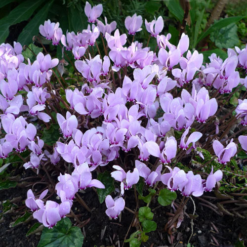 CYCLAMEN HEDERIFOLIUM MIXED COLOURS seed image
