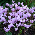 CYCLAMEN HEDERIFOLIUM MIXED COLOURS seed image