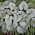 CYCLAMEN HEDERIFOLIUM SILVER LEAF seed image