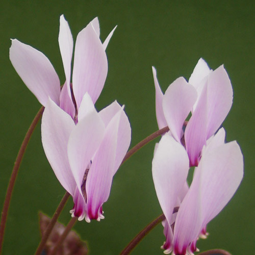 CYCLAMEN X HILDEBRANDII seed image