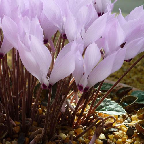 CYCLAMEN MIRABILE seed image