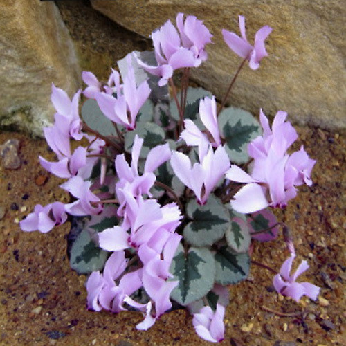 CYCLAMEN MIRABILE 'TILEBARN NICHOLAS' seed image