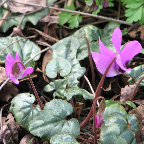 CYCLAMEN PSEUDIBERICUM seed image