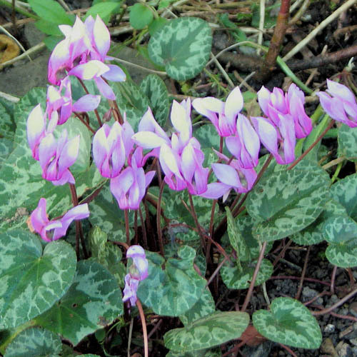 CYCLAMEN PURPURASCENS seed image