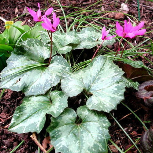 CYCLAMEN REPANDUM seed image
