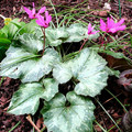 CYCLAMEN REPANDUM seed image