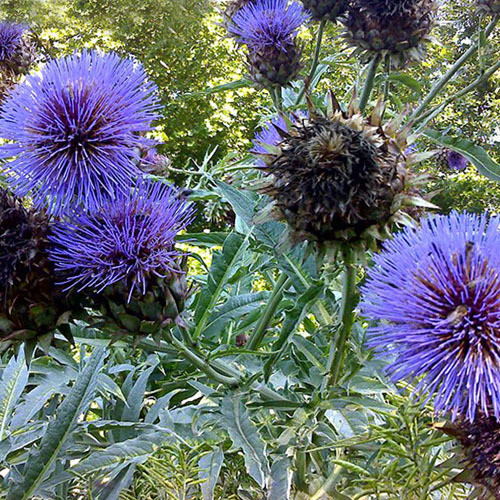 CYNARA CARDUNCULUS 'CARDOON' seed image