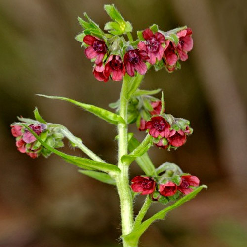 CYNOGLOSSUM DIOSCORIDIS seed image