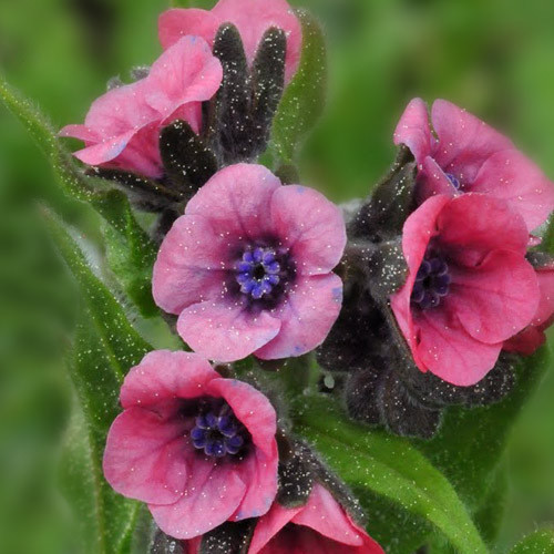CYNOGLOSSUM HUNGARICUM seed image