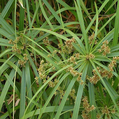 CYPERUS ALTERNIFOLIUS seed image
