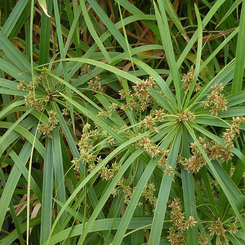 Umbella plant Flatsedge Thai herb garden 150 seeds Cyperus alternifolius NEW