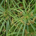 CYPERUS ALTERNIFOLIUS seed image