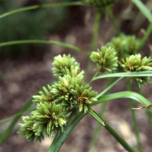 CYPERUS 'CHIRA' seed image