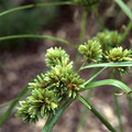 CYPERUS 'CHIRA' seed image