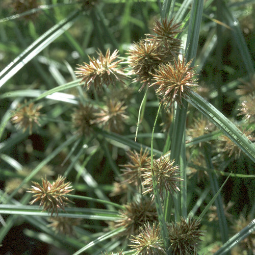 CYPERUS INVOLUCRATUS seed image
