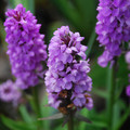 DACTYLORHIZA PURPURELLA seed image