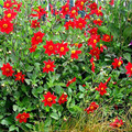 DAHLIA COCCINEA WILD FORM seed image