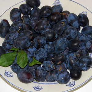 DAMSON seed image