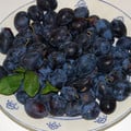 DAMSON seed image