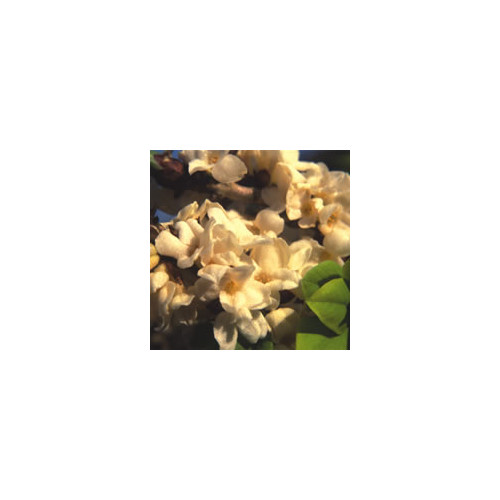 DAPHNE MEZEREUM ALBA seed image