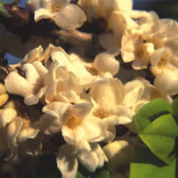 DAPHNE MEZEREUM ALBA seed image