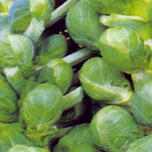 BRUSSELS SPROUT DARKMAR 21 seed image