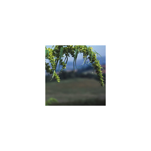 DATISCA CANNABINA seed image