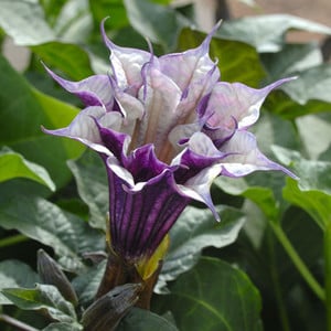 DATURA 'BALLERINA PURPLE' seed image