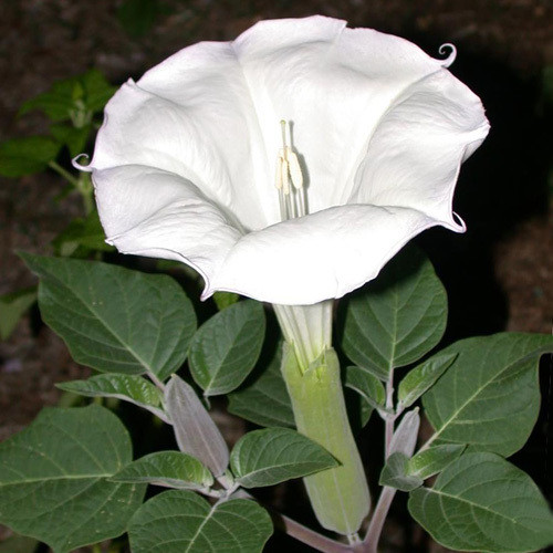 Image result for datura