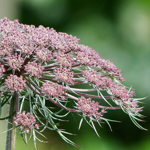 DAUCUS CAROTA subsp. MAXIMUS seed image