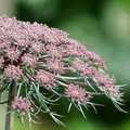 DAUCUS CAROTA subsp. MAXIMUS seed image