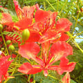 DELONIX REGIA FLAMBOYANT seed image