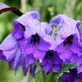 DELPHINIUM CASHMERIANUM seed image