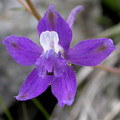 DELPHINIUM DECORUM seed image