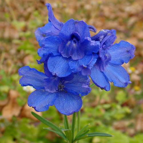 DELPHINIUM GRANDIFLORUM seed image