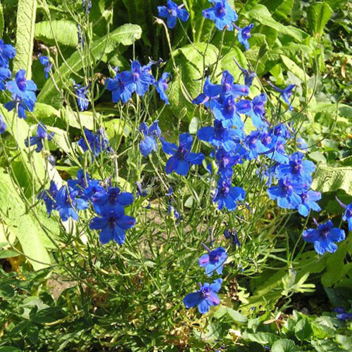 DELPHINIUM LIKIANGENSE seed image