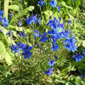 DELPHINIUM LIKIANGENSE seed image