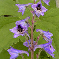 DELPHINIUM MAACKIANUM seed image