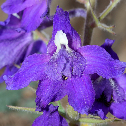DELPHINIUM MENZIESII seed image